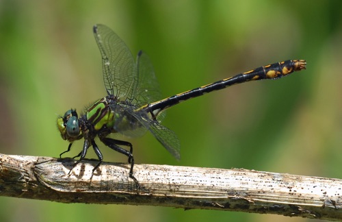 Male
2011_05_07_Rabun